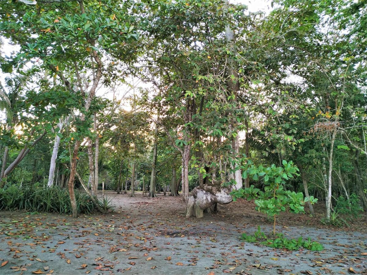 Four Monkeys Eco Lodge - Jungle & Beach Cabo Matapalo Exterior foto